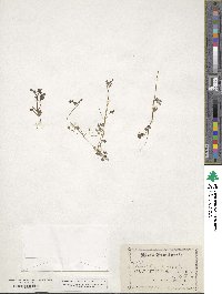 Nemophila menziesii image