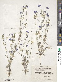 Nemophila menziesii image