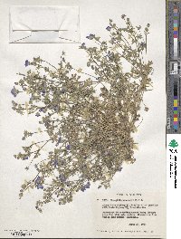 Nemophila menziesii image