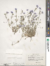 Nemophila menziesii image