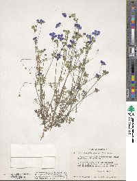 Nemophila menziesii image