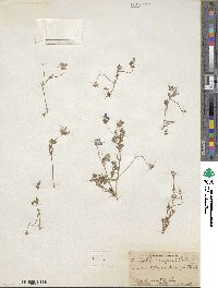 Nemophila menziesii image