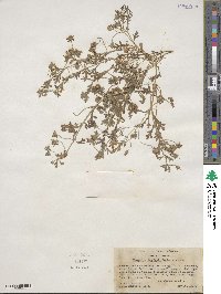 Nemophila menziesii image