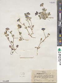 Nemophila menziesii image