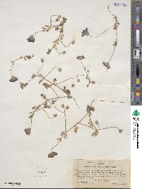 Nemophila menziesii image