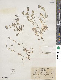 Nemophila menziesii image