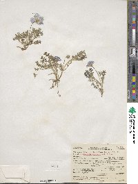 Nemophila menziesii image