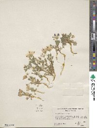 Nemophila maculata image