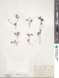 Nemophila menziesii image