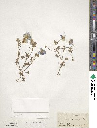 Nemophila menziesii image