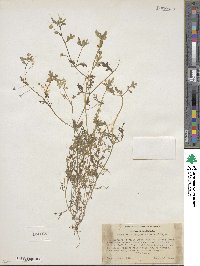 Nemophila heterophylla image