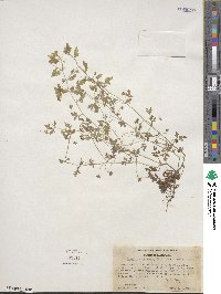 Nemophila heterophylla image