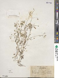 Nemophila heterophylla image