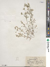 Nemophila heterophylla image