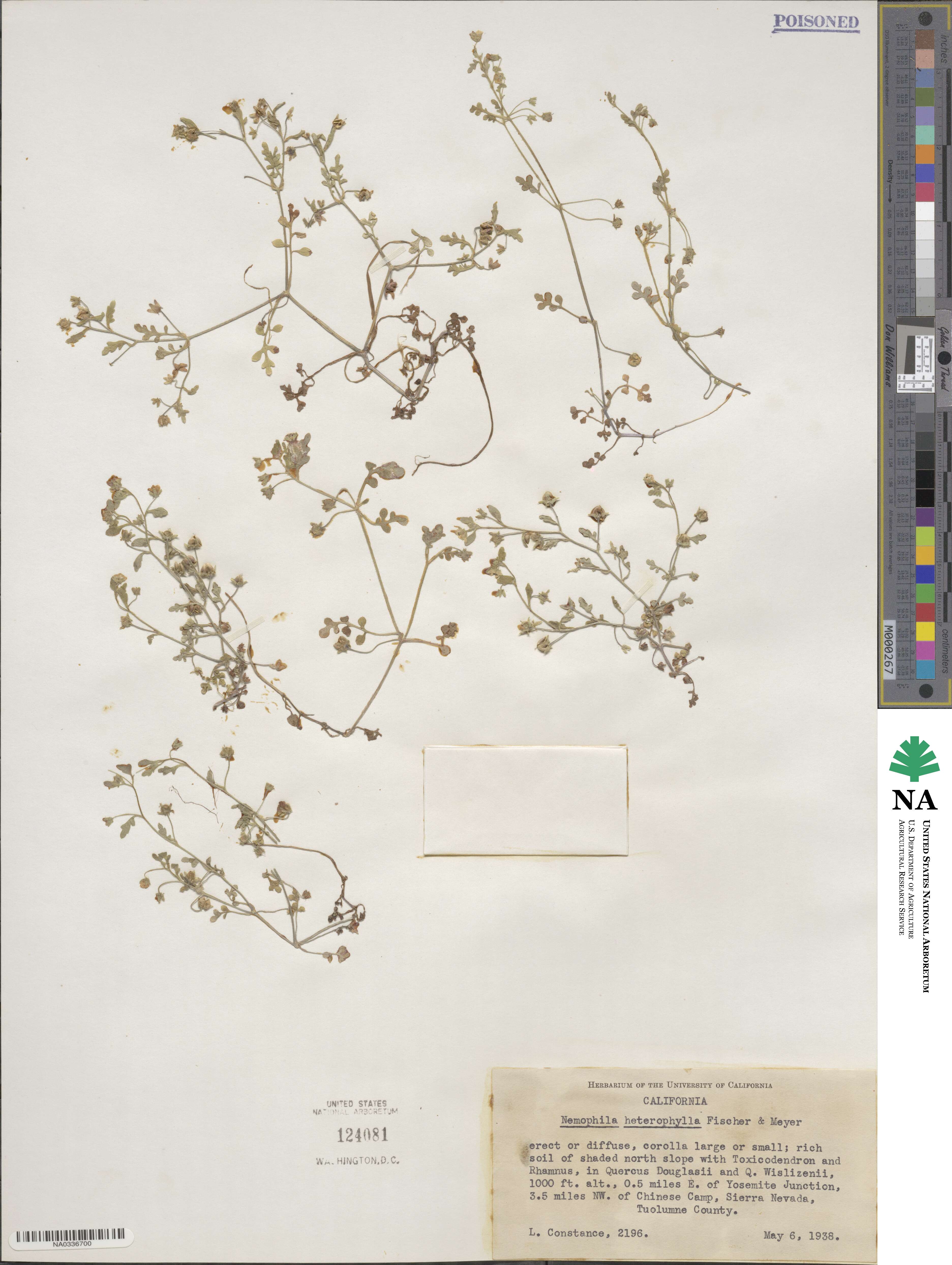 Nemophila heterophylla image