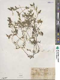 Nemophila heterophylla image