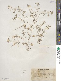 Nemophila heterophylla image