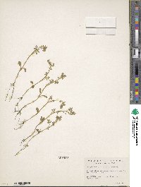 Nemophila parviflora image