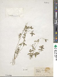 Nemophila breviflora image