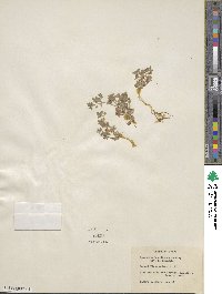 Nemophila breviflora image