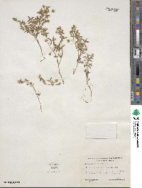 Nemophila breviflora image