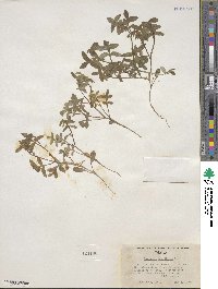 Nemophila breviflora image