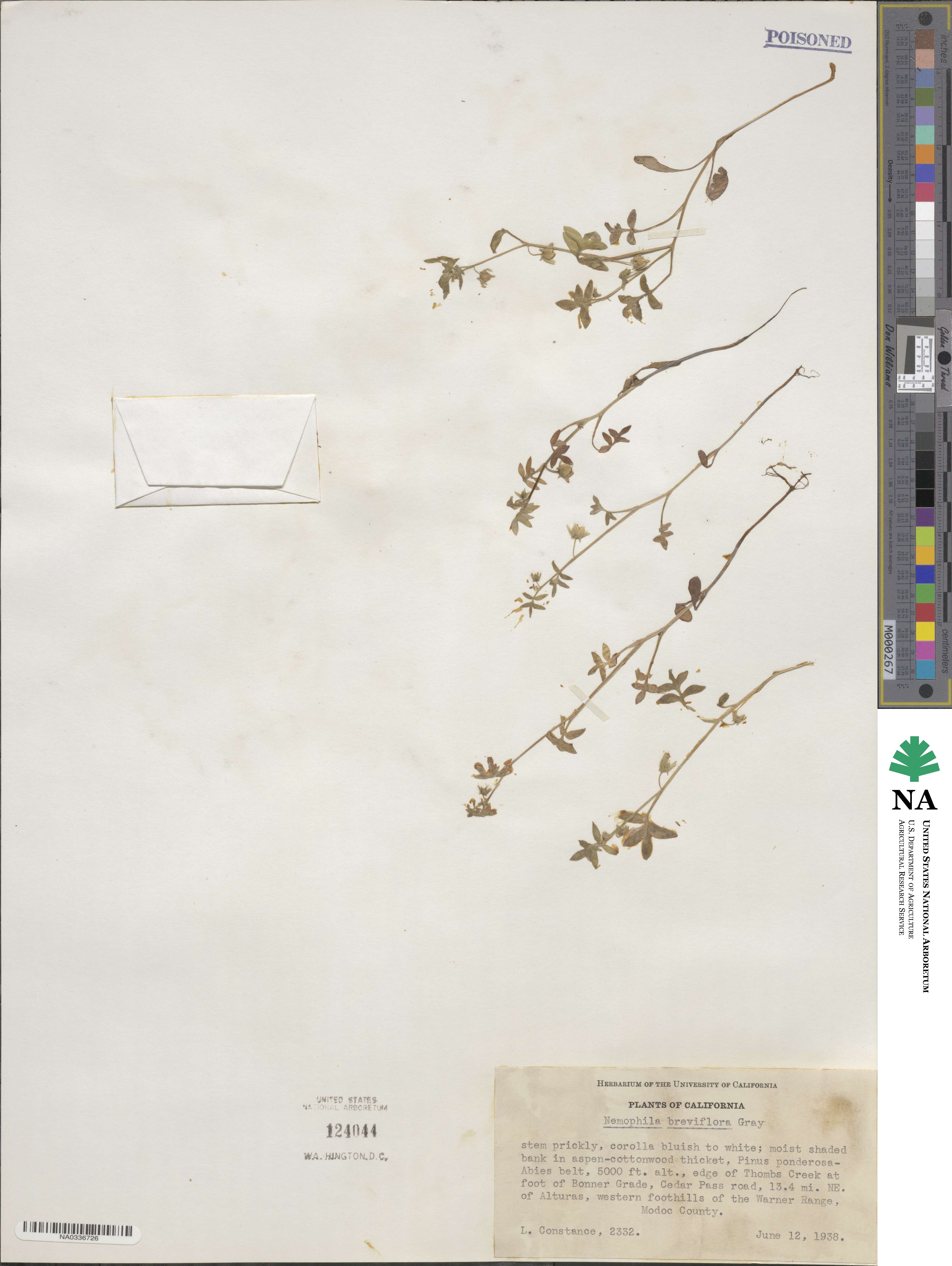 Nemophila breviflora image