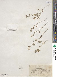 Nemophila breviflora image