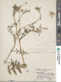 Pholistoma auritum image