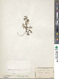 Pholistoma auritum image