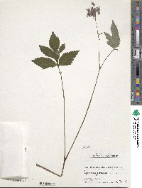 Hydrophyllum virginianum image