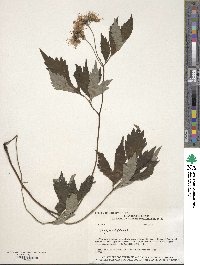 Hydrophyllum virginianum image