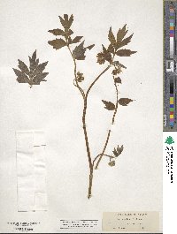 Hydrophyllum virginianum image