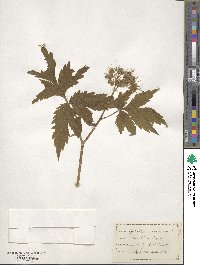 Hydrophyllum virginianum image