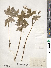 Hydrophyllum virginianum image