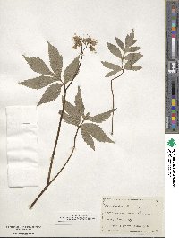 Hydrophyllum virginianum image