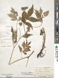 Hydrophyllum virginianum image