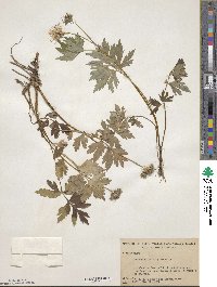 Hydrophyllum virginianum image