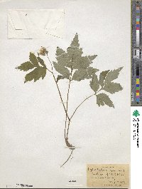 Hydrophyllum virginianum image