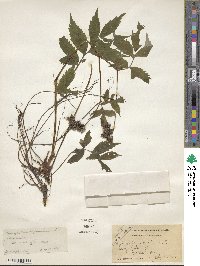 Hydrophyllum virginianum image