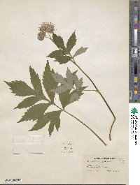 Hydrophyllum virginianum image