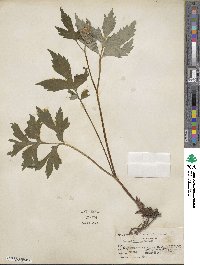 Hydrophyllum virginianum image