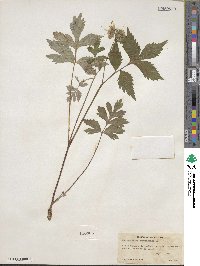 Hydrophyllum virginianum image