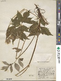 Hydrophyllum virginianum image