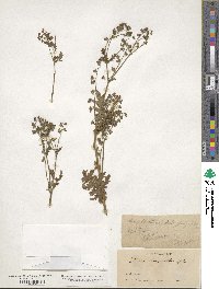 Eucrypta chrysanthemifolia image