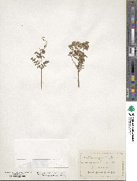 Eucrypta chrysanthemifolia image