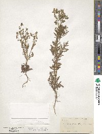 Eucrypta chrysanthemifolia image