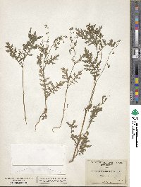 Eucrypta chrysanthemifolia image