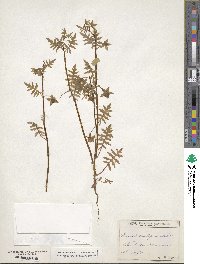 Image of Ellisia nyctelea