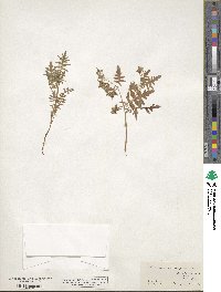 Ellisia nyctelea image